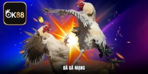 Đá Gà Mạng Full HD Rinh Thưởng Khủng Tại OK88